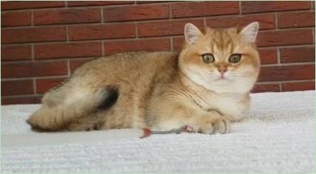Mačka Golden Chinchilla: Charakteristika, Choice a podmienky