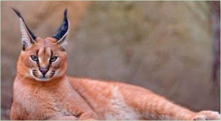 Mačky s strapcami na ušiach: rôzne plemená a vlastnosti obsahu