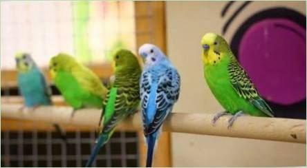 Malé papagáje: Zobrazenie toho, koľko žije a ako sa starať?