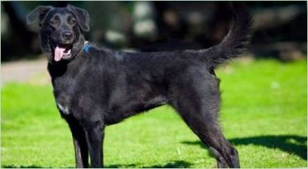 METIS Labrador a Shepherd