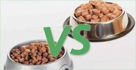Mokré a suché potraviny: čo je lepšie nakŕmiť mačku?