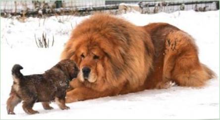 Najväčší tibetský mastiffs