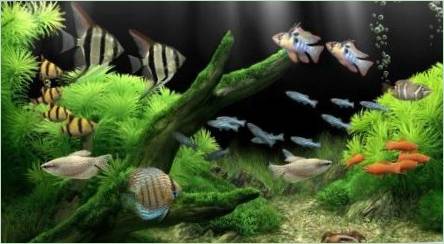 Najviac nenáročný akvárium ryby: odrody, voľba a starostlivosť