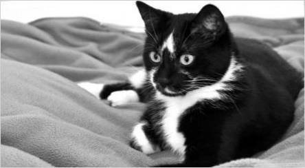 Názvy pre mačky a mačky čiernej a bielej farby