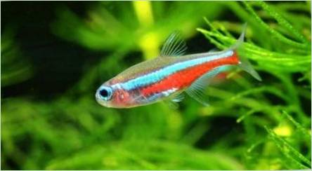 Neon Ryby: odrody, výber, starostlivosť a reprodukcia