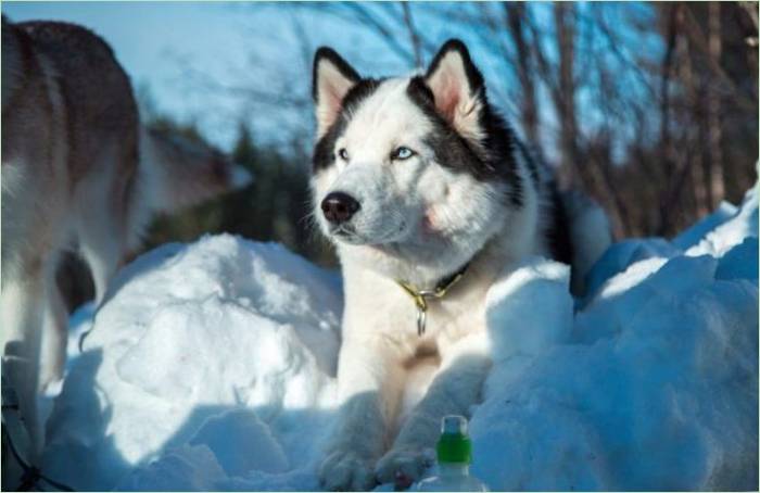 Newborn Husky Puppies: Popis a starostlivosť