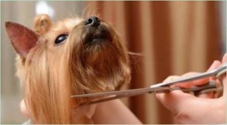 Nožnice na strihanie psov: odrody, požiadavky a tipy na výber
