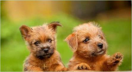 NORFOLK TERRIER: Pravidlá plemena a pravidlá starostlivosti