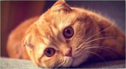 O Scottish Fold mačky so zázvorovým farbou