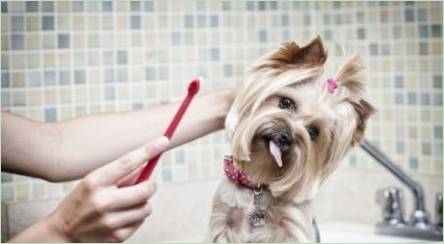 Odporúčania pre výber zubnej pasty pre psov