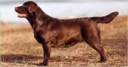 Čokoláda Labrador: Popis, Vlastnosti charakteru a najlepšie vyššie