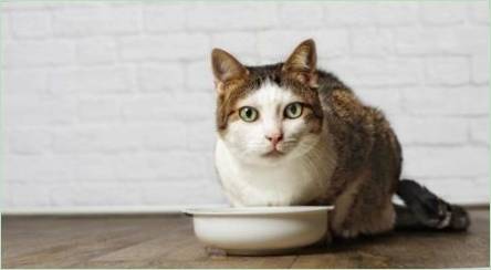 Parehomas pre mačky: Účel, tipy na výber a varenie