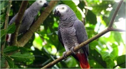 Parrot JACO: Popis druhov, funkcií obsahu, politických pravidiel