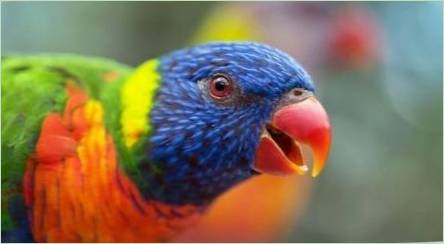Parrot Lori: Funkcia druhov a pravidlá obsahu