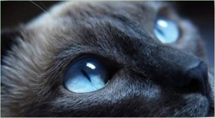 Plemeno mačky s modrými očami