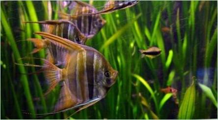 Pokojné akvárium Ryby: Popis a výber