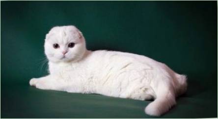 Popis a obsah bielych škótskych mačiek