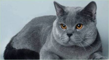 Popis modrých britských mačiek a jemností ich obsahu