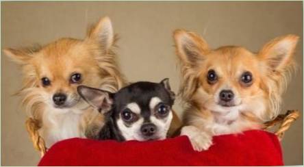Populárna a zaujímavé názvy Chihuahua dievčatá