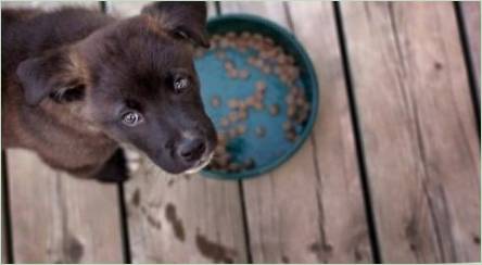 Potravinový holistický pre psov malých plemien: Druhy a kritériá výberu