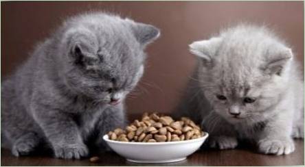 Potraviny pre mačiatka a mačky s citlivým trávením