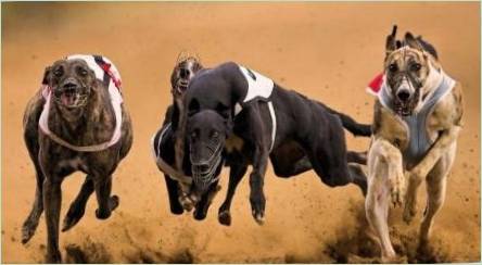 Prehľad najrýchlejších psov na svete