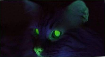 Prečo mačky v tmavom lesku očiach?