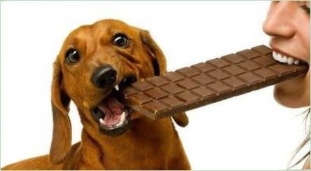 Prečo psi nemôžu byť čokoláda?