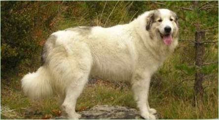 Pyreneje Horský pes: Charakteristika a chov