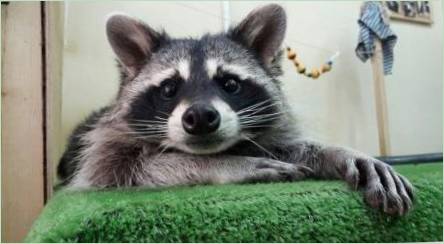 Raccoon ako domáce zviera: klady a nevýhody obsahu