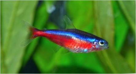 Red Neon: Popis rýb, obsah a riedenie