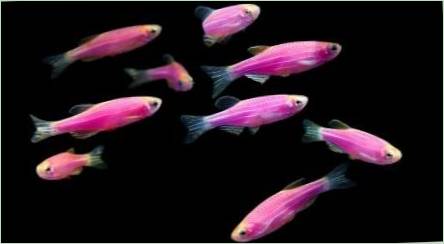 Ryby DANIO: odrody, výber, starostlivosť, reprodukcia