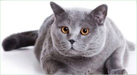 Shorthair Scottish Cat: Popis a obsah plemena