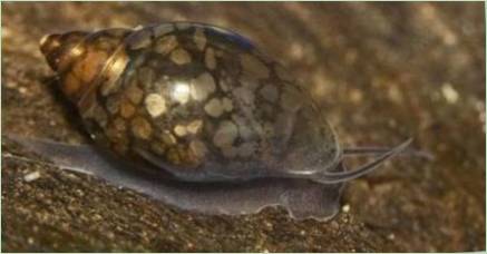 Snails Theodexuses: Popis, pravidlá obsahu a chovu