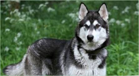 Stroj Husky a Malamute: Charakteristiky metoty a ich obsahu