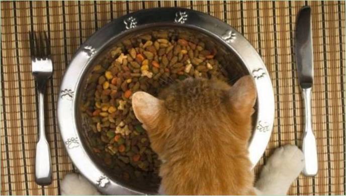 Suché prémiové krmivo pre mačiatka
