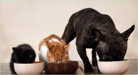 TAFI krmivo pre psov a mačiek