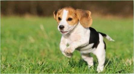 Veľkosti beagle: Hmotnosť a stúpajúce psy podľa mesiacov