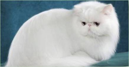 Všetko o bielych perzských mačkách a mačkách
