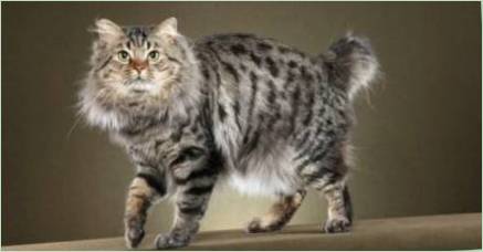 Všetko o Cats Breed American Bobtail