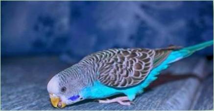 Všetko, čo potrebujete vedieť o modrej vlnovej papagáji