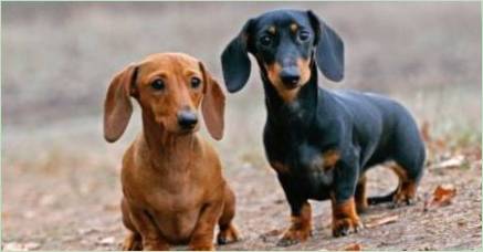 Všetko, čo potrebujete vedieť o trpasličích dachshunds