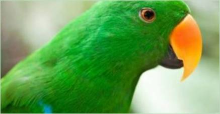 Všetko o zelených papagájoch