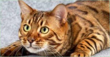 Všetky informácie o mramorové bengálska mačka