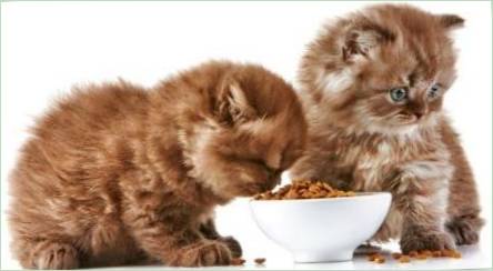 Vlastnosti a hodnotenie super prémiového krmiva pre mačiatka
