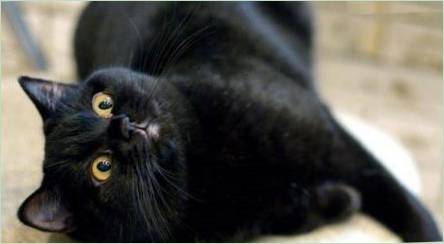 Vlastnosti, charakter a obsah britských mačiek čiernej farby