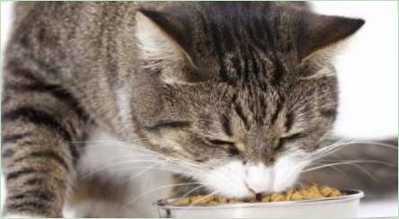 Vlastnosti krmiva pre sterilizované mačky Grandorf