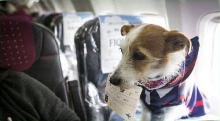 Vlastnosti prepravy psov v lietadle