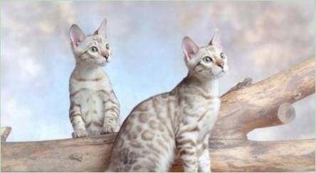 Vlastnosti snehových bengálskych mačiek
