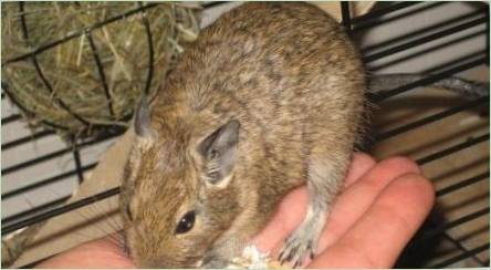 VLASTNOSTI ZAPTRUKA NÁHRADU PRE DEGU